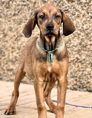 Enlarge Sooner Sweethearts (CA), a ADOPTABLE mixed breed in Jackson, CA image 3/5