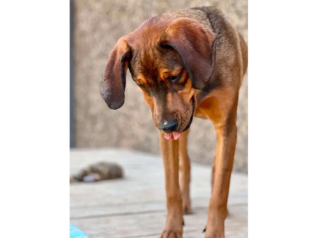 Choctaw (CA), a ADOPTABLE mixed breed in Jackson, CA image 6/6