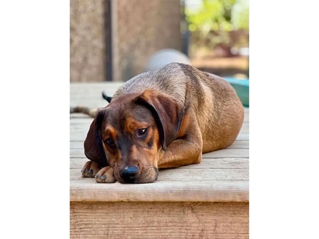 Choctaw (CA), a ADOPTABLE mixed breed in Jackson, CA image 3/6