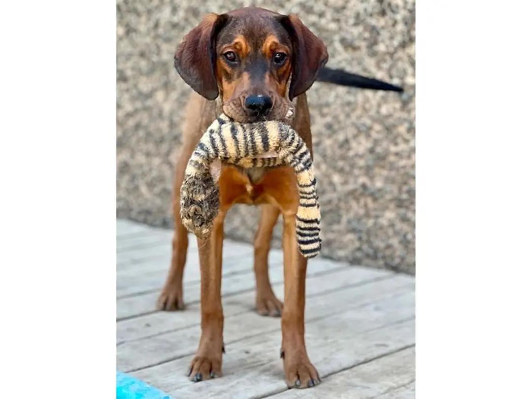 Choctaw (CA), a ADOPTABLE mixed breed in Jackson, CA image 1/6