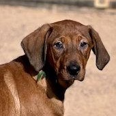 Sooner Sweethearts (CA), ADOPTABLE, Puppy Female Black and Tan Coonhound.