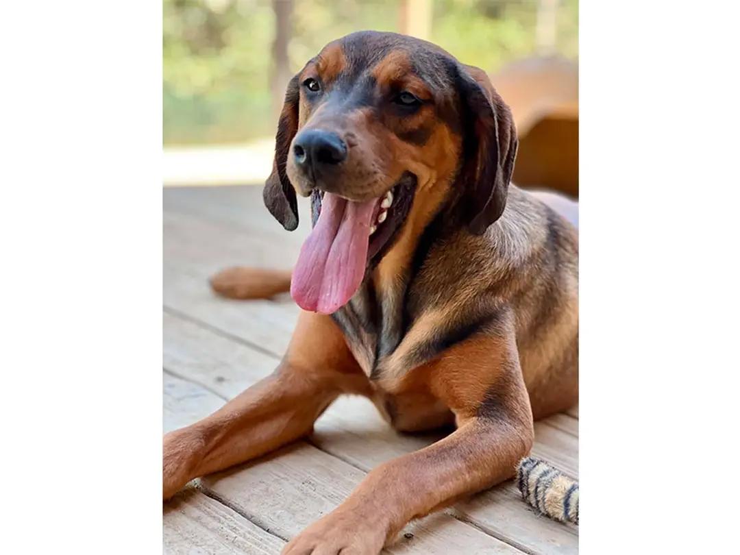 Choctaw (CA), a ADOPTABLE mixed breed in Jackson, CA image 2/6