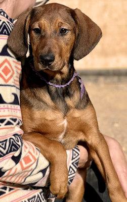 Enlarge Sooner Sweethearts (CA), a ADOPTABLE mixed breed in Jackson, CA image 4/5