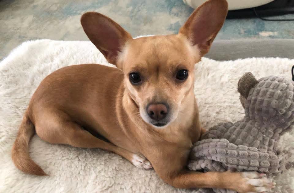 Birdie, Adoptable, Adult Female Chihuahua.