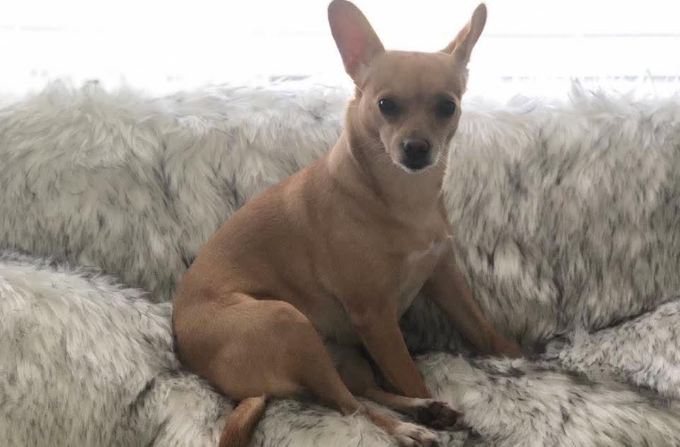 Enlarge Birdie, a Adoptable Chihuahua in Panama City, FL image 2/2