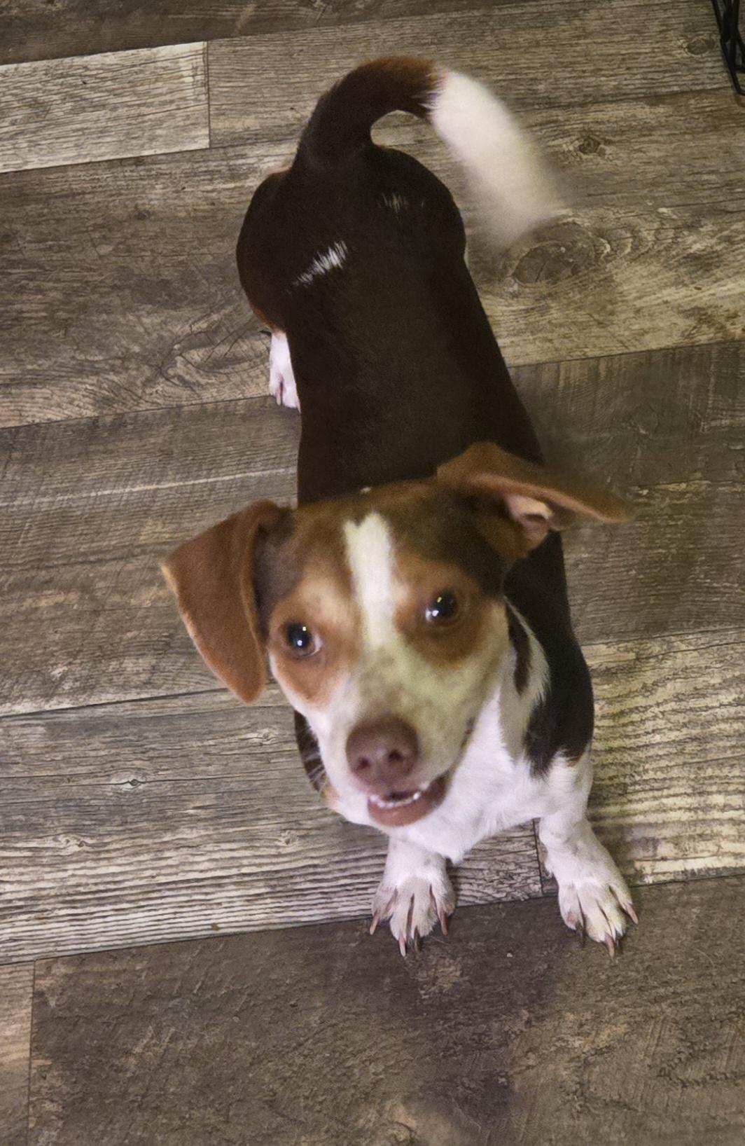 Enlarge Felix, a Adoptable mixed breed in Houston , TX image 1/3