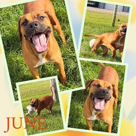 June, Adoptable, Puppy Female Boxer & Mixed Breed.