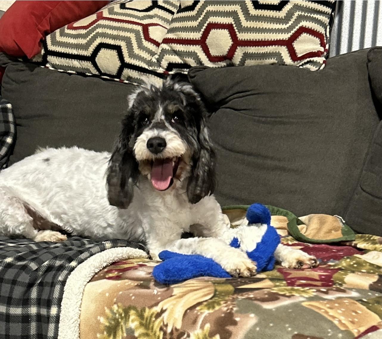 Happy Paloosa, Adoptable, Adult Female Goldendoodle.
