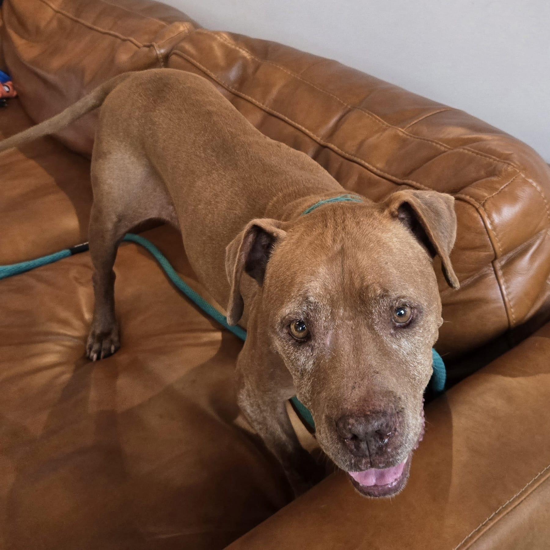 Cider — thumbnail 4