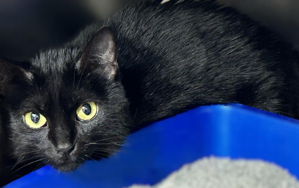 Enlarge Citrine, a Adoptable mixed breed in Sunnyvale, TX image 1/1