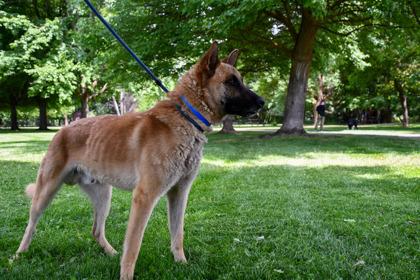 Joker, Adoptable, Adult Male Belgian Shepherd / Malinois & German Shepherd Dog.