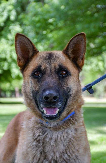 Joker, Adoptable, Adult Male Belgian Shepherd / Malinois & German Shepherd Dog.
