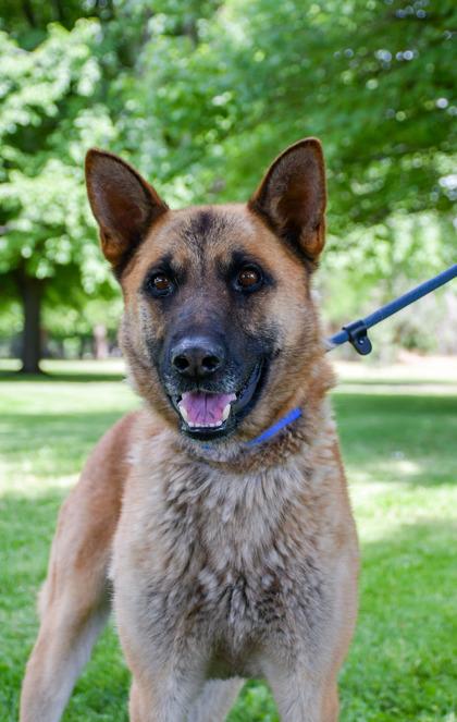 Enlarge Joker, a Adoptable mixed breed in Yakima, WA image 3/3