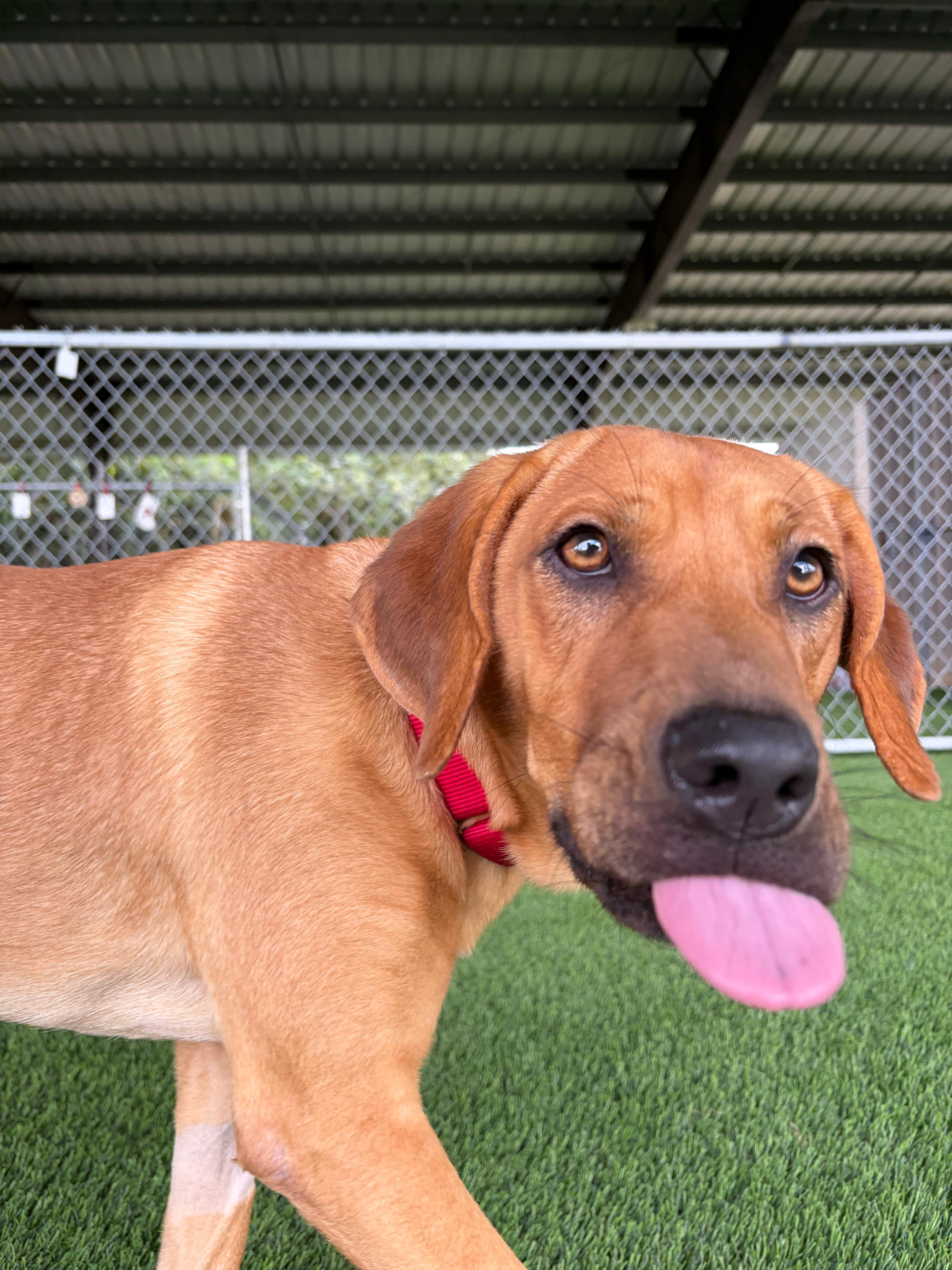 Enlarge Kamari, a ADOPTABLE Mixed Breed in Brooklyn, NY image 5/5