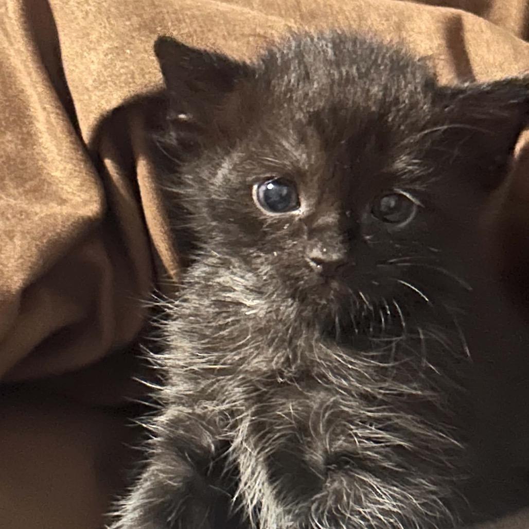 Enlarge Spooky, a Adoptable Domestic Short Hair in Odenville, AL image 1/1