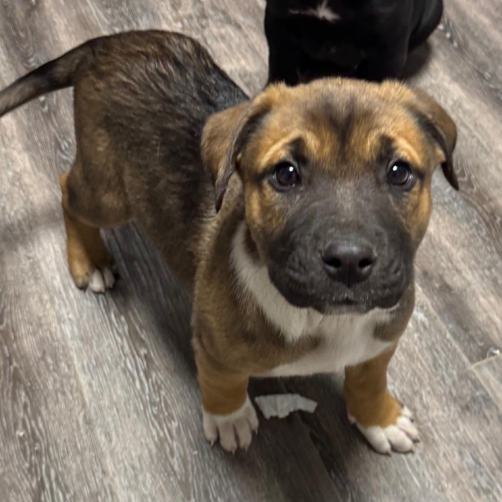 Athena, Adoptable, Young Female Labrador Retriever & Mixed Breed.