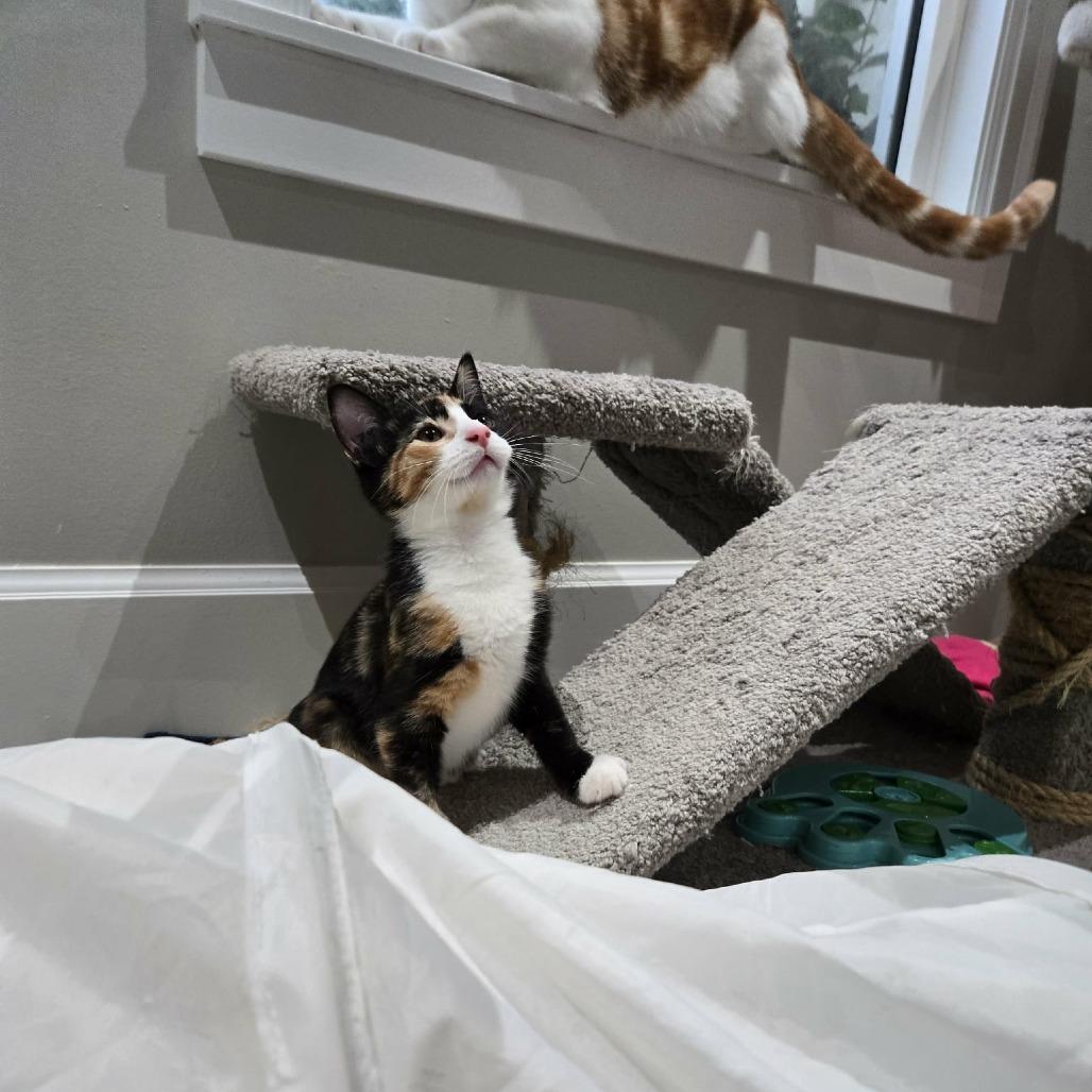 Bree, Adoptable, Kitten Female Domestic Short Hair.