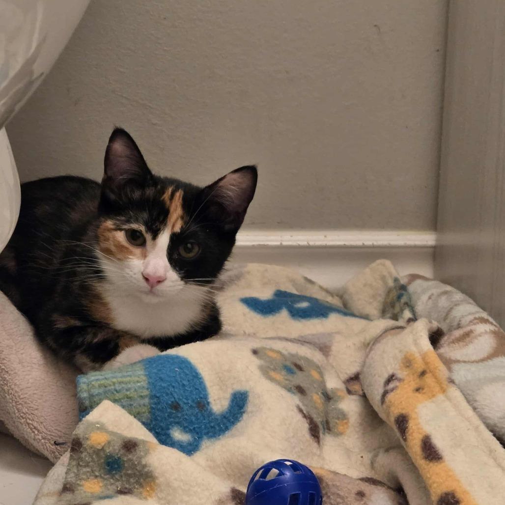 Enlarge Bree, a Adoptable Domestic Short Hair in Abbotsford, BC image 2/4