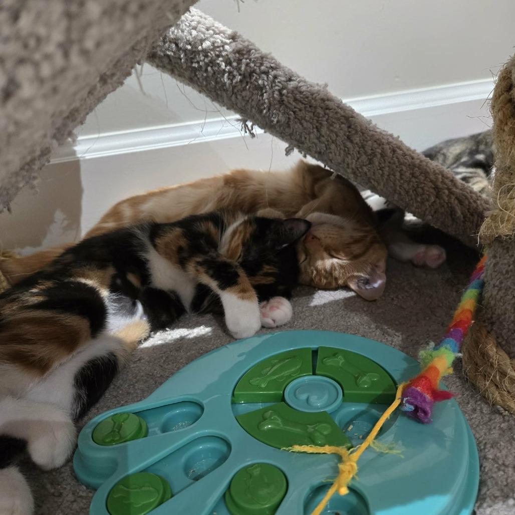 Enlarge Bree, a Adoptable Domestic Short Hair in Abbotsford, BC image 3/4