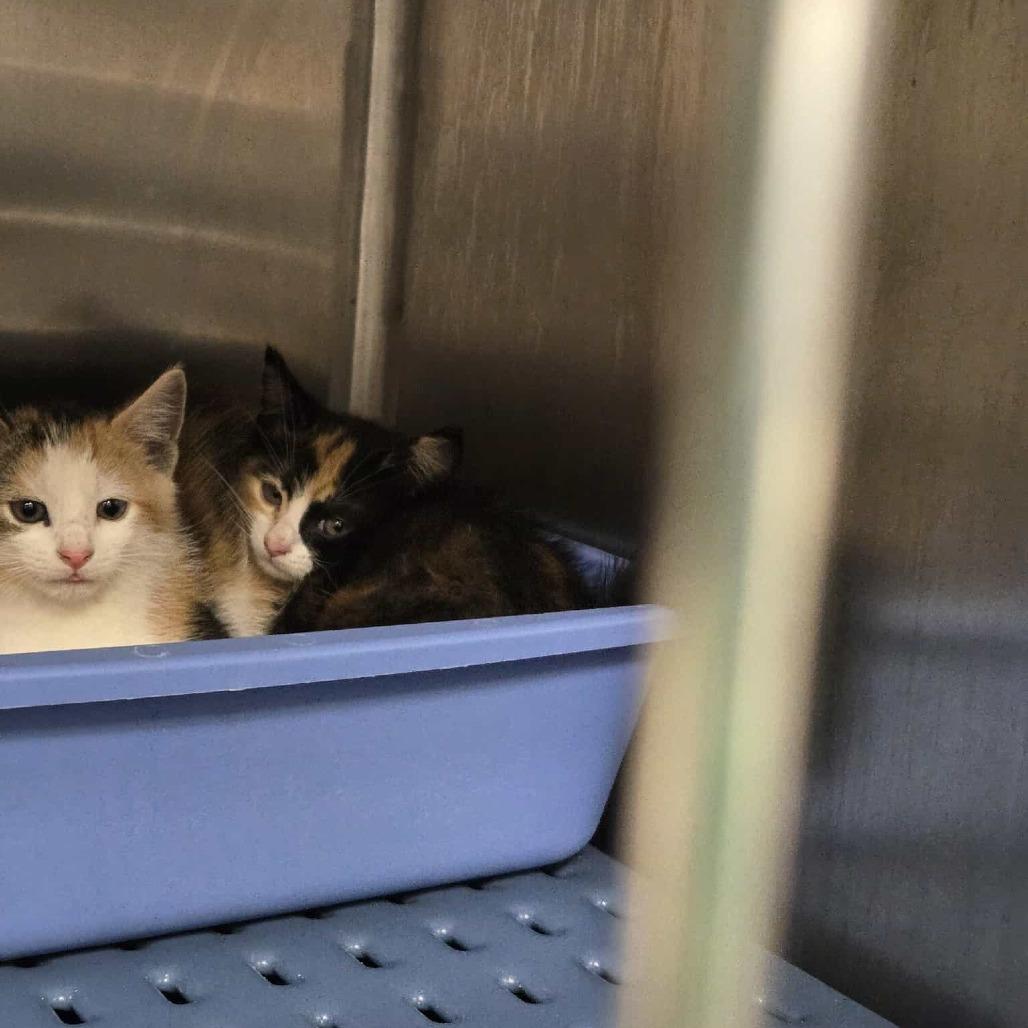 Enlarge Bree, a Adoptable Domestic Short Hair in Abbotsford, BC image 4/4