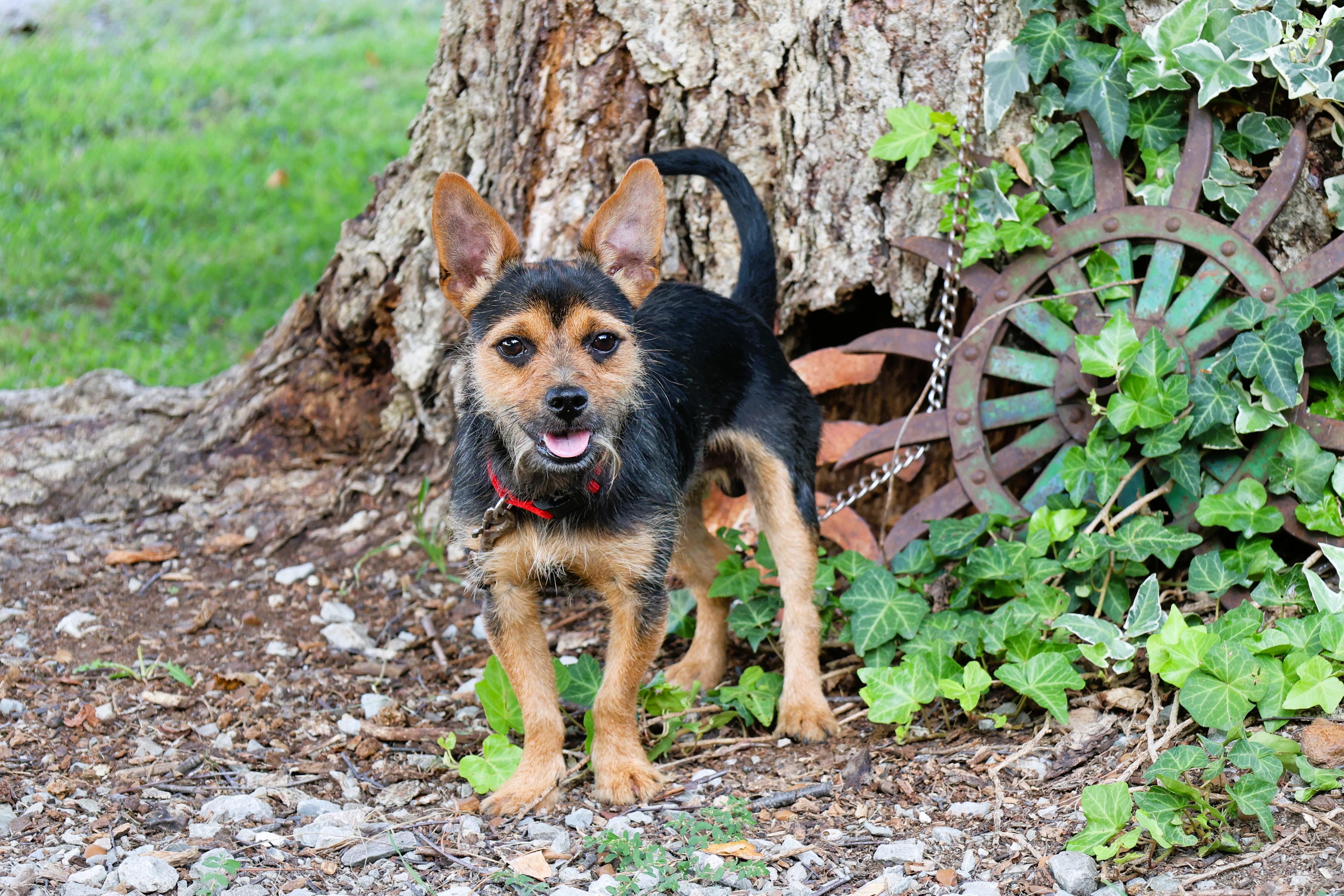 Enlarge ZEUS, a Adopted mixed breed in Newburgh, NY image 6/6