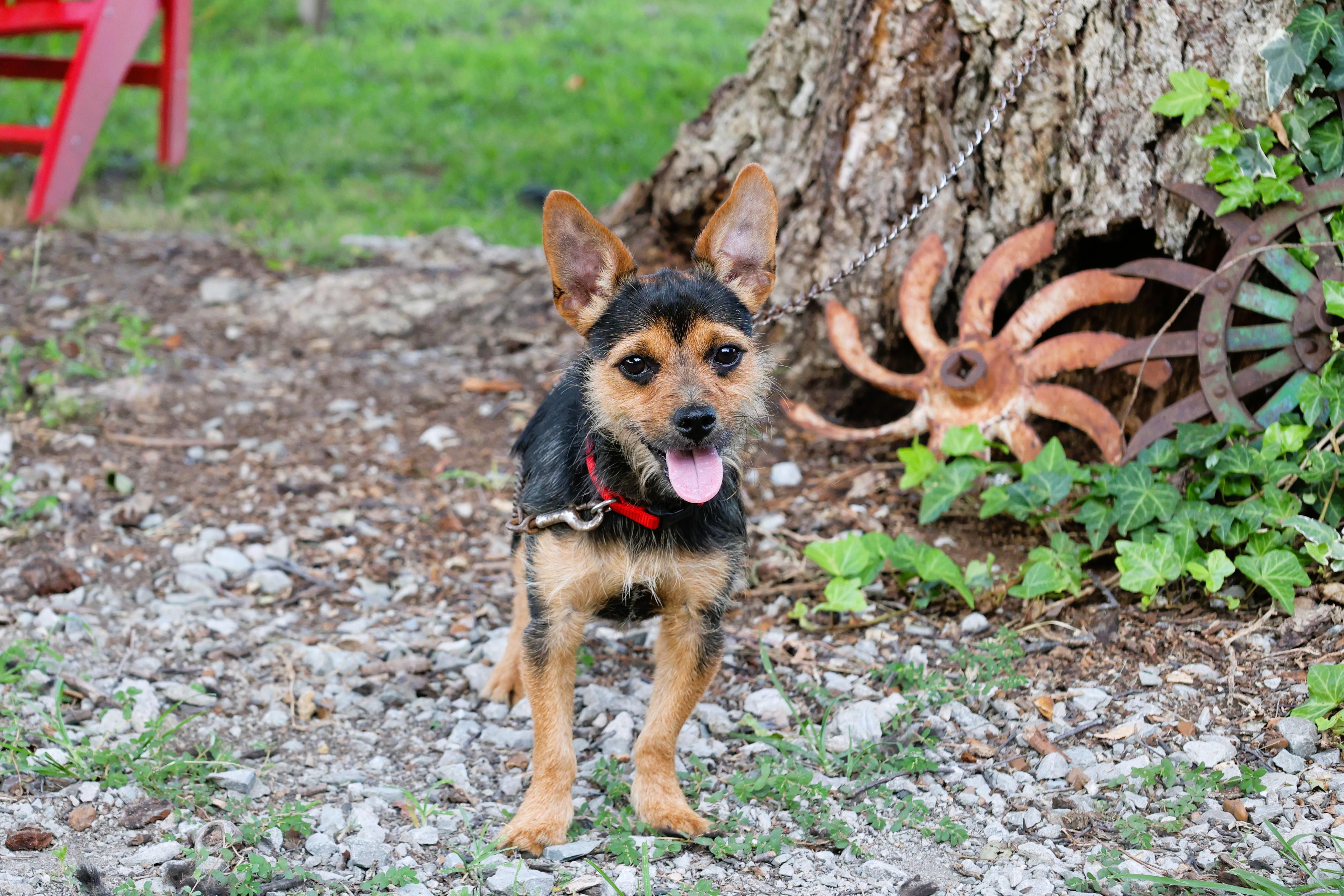 ZEUS, Adopted, Young Male Yorkshire Terrier.