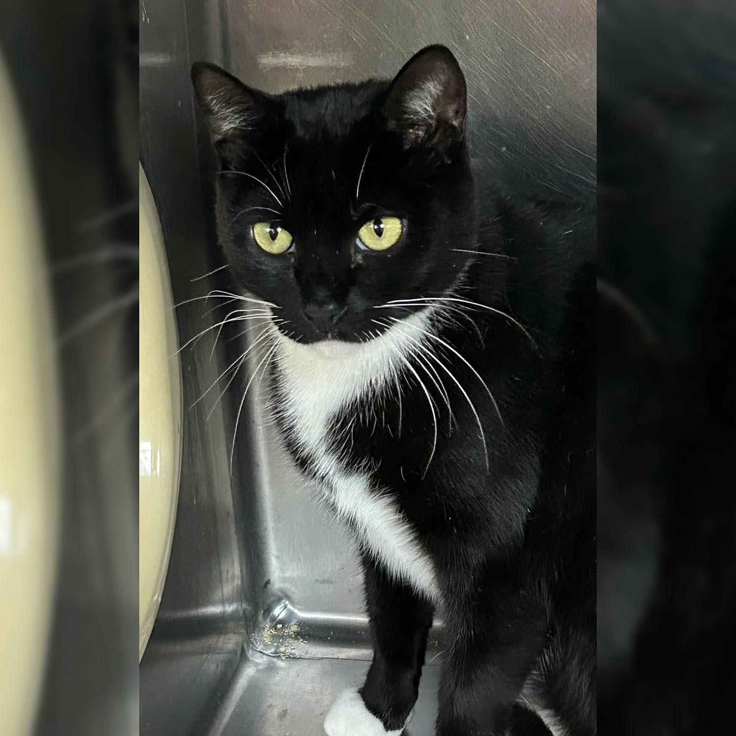 Beth, Baby Female Domestic Short Hair