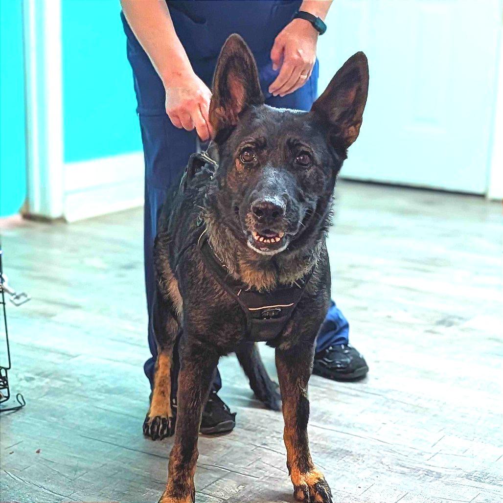 Enlarge Freya, a Adoptable German Shepherd Dog in Jefferson city, TN image 1/1