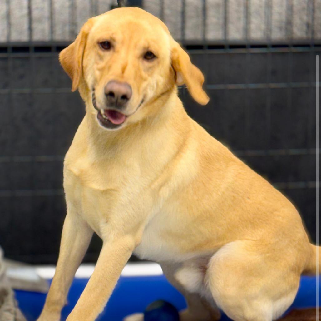 Dollar, Adoptable, Adult Male Mixed Breed & Yellow Labrador Retriever.