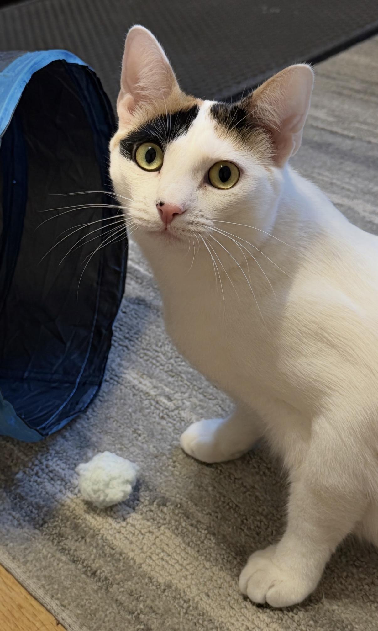 Enlarge Stevie Nicks, a Adoptable mixed breed in Allentown, NJ image 5/6