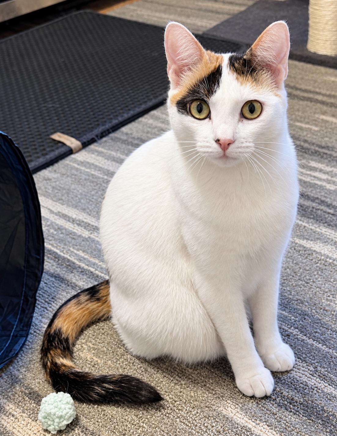Enlarge Stevie Nicks, a Adoptable mixed breed in Allentown, NJ image 1/6