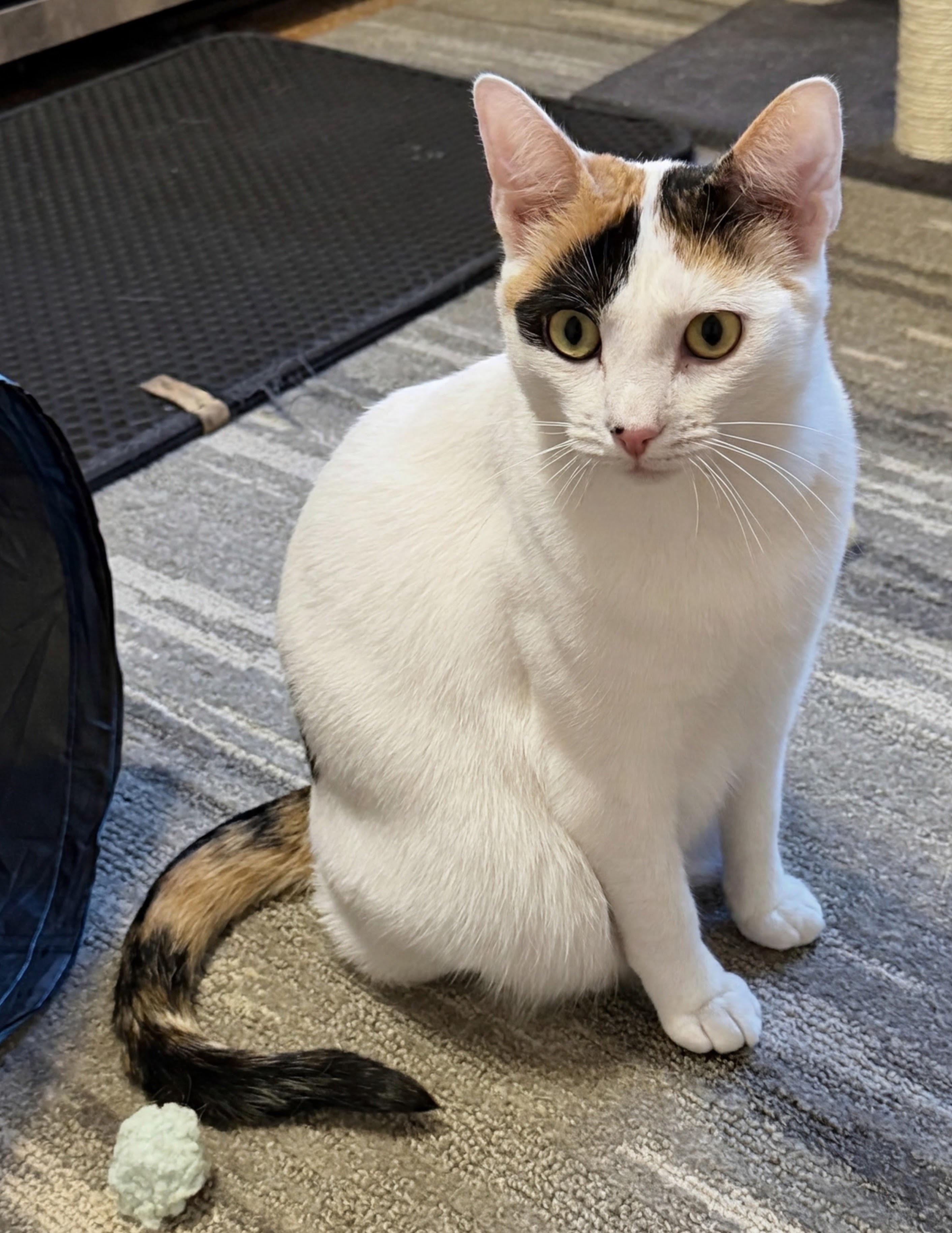 Enlarge Stevie Nicks, a Adoptable mixed breed in Allentown, NJ image 2/6