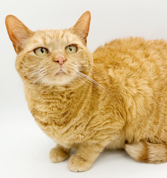 Enlarge Peach is DEFINITELY purrfect! She's a living doll! Therapy cat!!!  VIDEO!!, a Adoptable Tabby in Bedford Hills, NY image 3/6