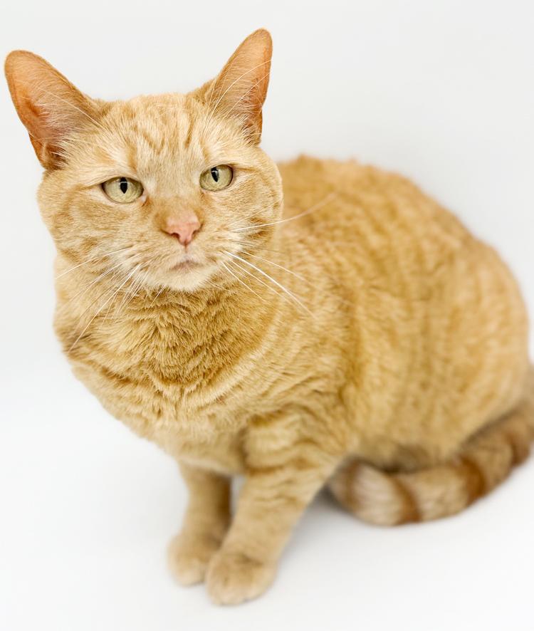 Enlarge Peach is DEFINITELY purrfect! She's a living doll! Therapy cat!!!  VIDEO!!, a Adoptable Tabby in Bedford Hills, NY image 6/6