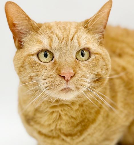 Enlarge Peach is DEFINITELY purrfect! She's a living doll! Therapy cat!!!  VIDEO!!, a Adoptable Tabby in Bedford Hills, NY image 1/6