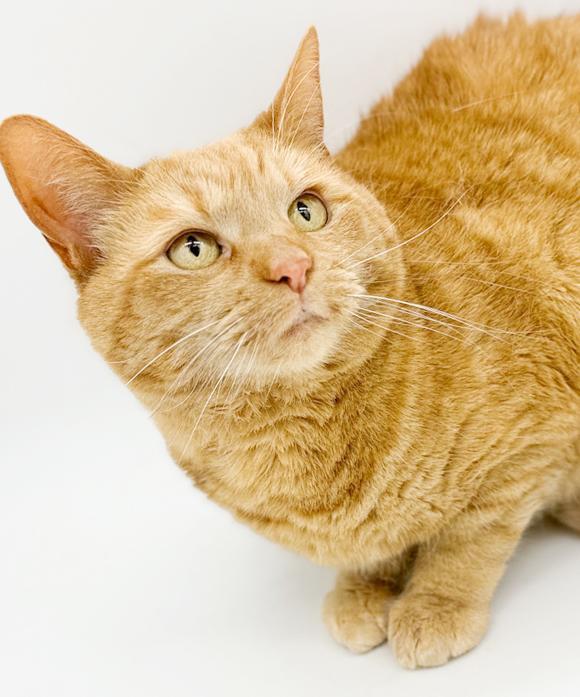 Enlarge Peach is DEFINITELY purrfect! She's a living doll! Therapy cat!!!  VIDEO!!, a Adoptable Tabby in Bedford Hills, NY image 4/6