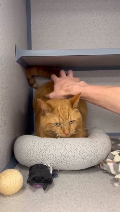 Enlarge Peach is DEFINITELY purrfect! She's a living doll! Therapy cat!!!  VIDEO!!, a Adoptable Tabby in Bedford Hills, NY video 5/6