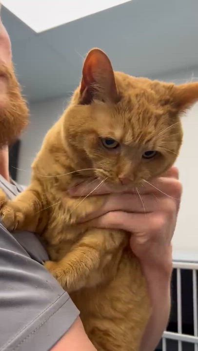 Enlarge Peach is DEFINITELY purrfect! She's a living doll! Therapy cat!!!  VIDEO!!, a Adoptable Tabby in Bedford Hills, NY video 2/6