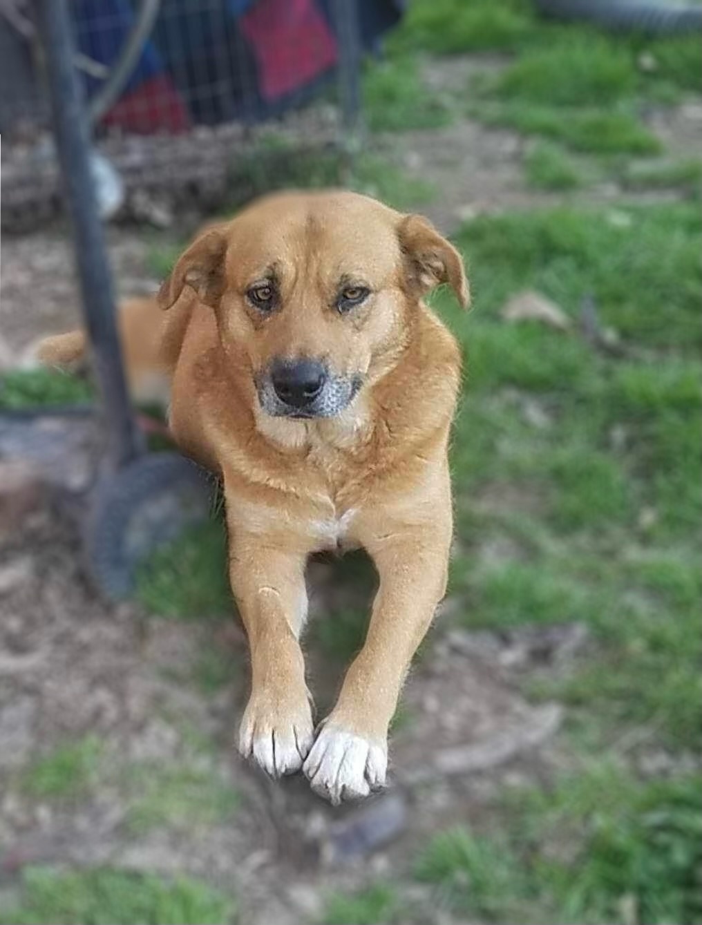 Lady, a Adoptable mixed breed in East Dundee , IL image 3/4