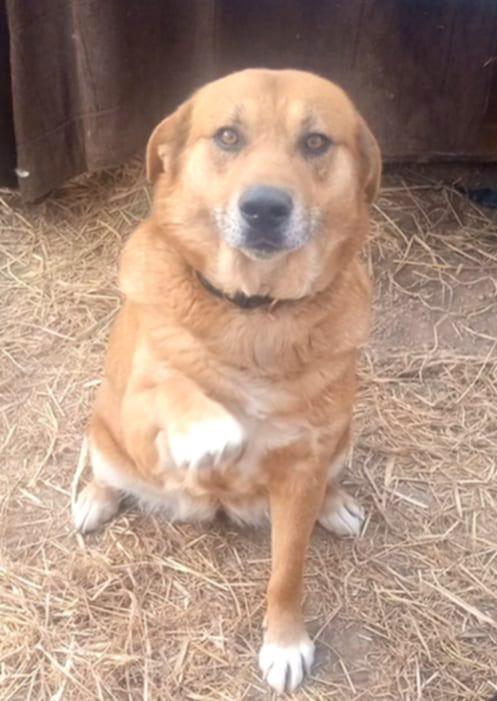 Lady, Adoptable, Adult Female Labrador Retriever & Golden Retriever.