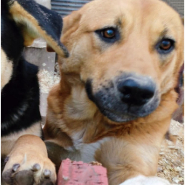 Lady, a Adoptable mixed breed in East Dundee , IL image 4/4