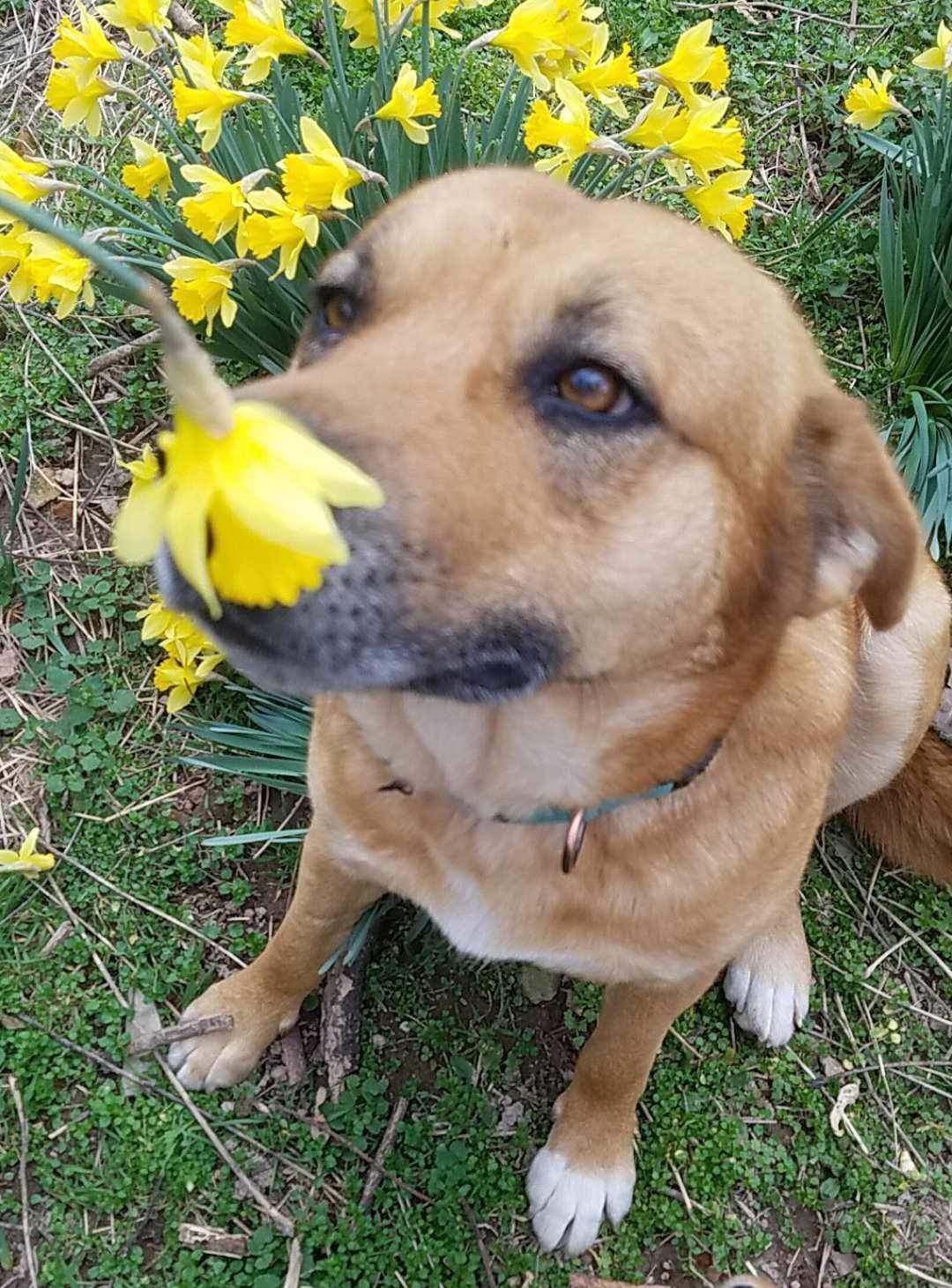 Lady, a Adoptable mixed breed in East Dundee , IL image 2/4
