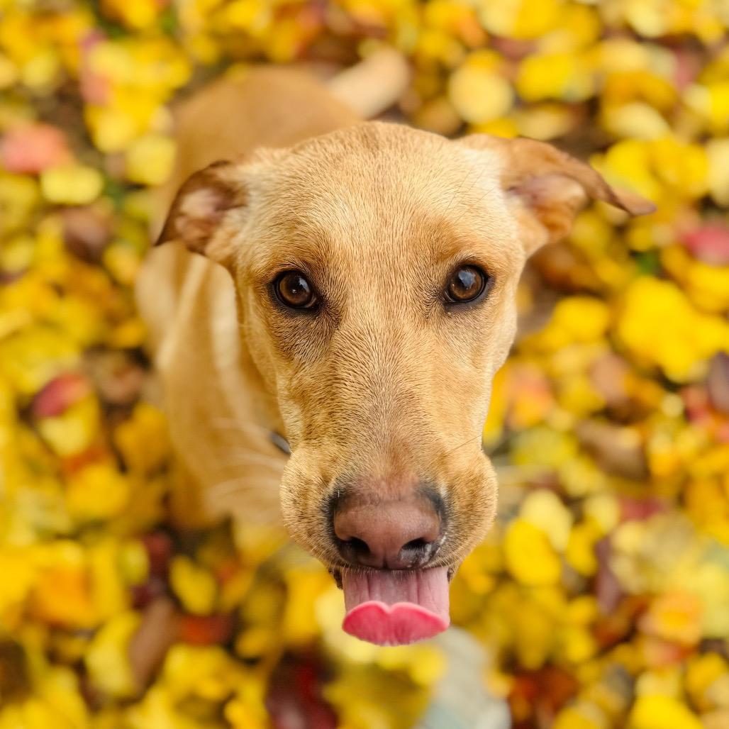 Atlas, Adoptable, Young Male Labrador Retriever.
