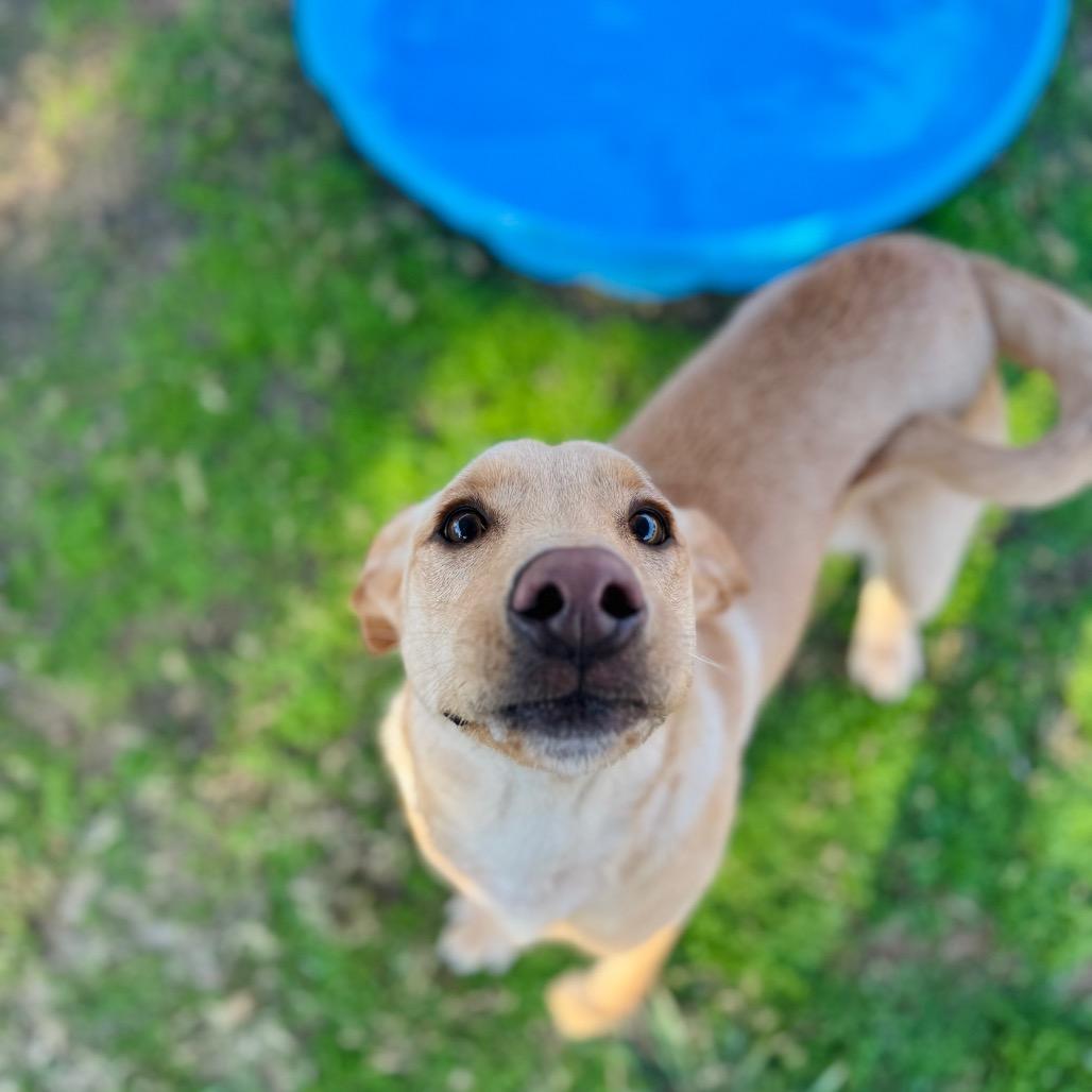 Atlas, a Adoptable mixed breed in Brownsboro, AL image 2/6