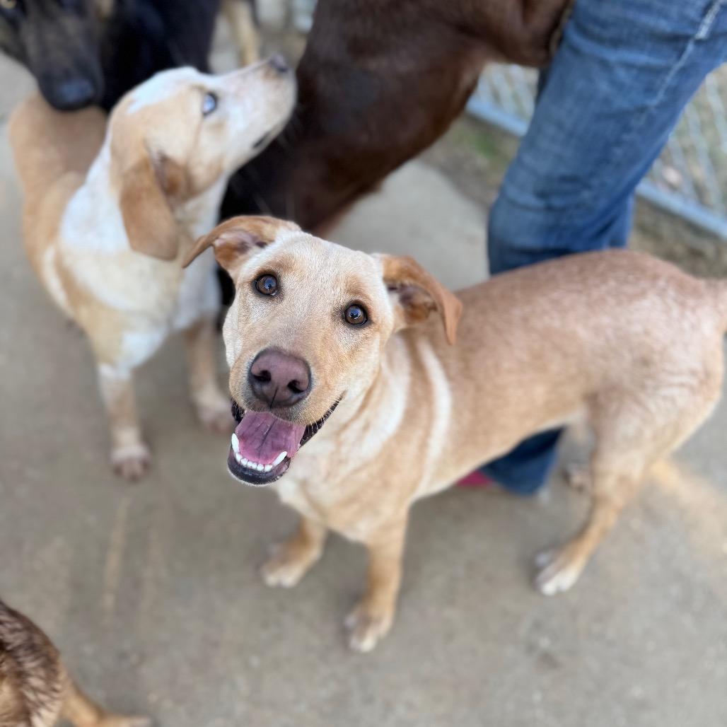 Atlas, a Adoptable mixed breed in Brownsboro, AL image 3/6