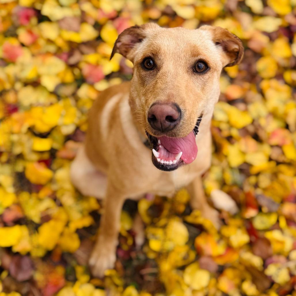 Atlas, a Adoptable mixed breed in Brownsboro, AL image 4/6