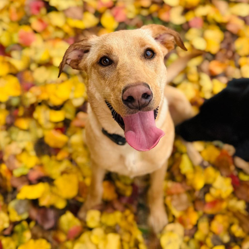 Atlas, a Adoptable mixed breed in Brownsboro, AL image 5/6