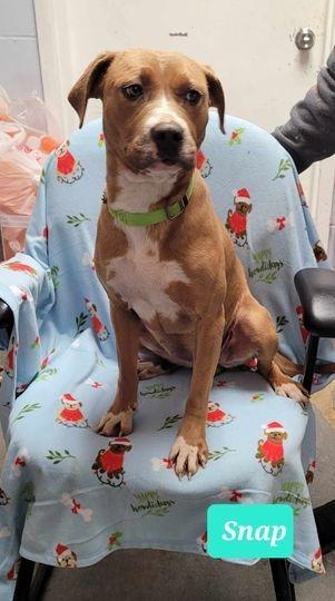 Snap-Sponsored, Adoptable, Adult Female Boxer & Pit Bull Terrier.