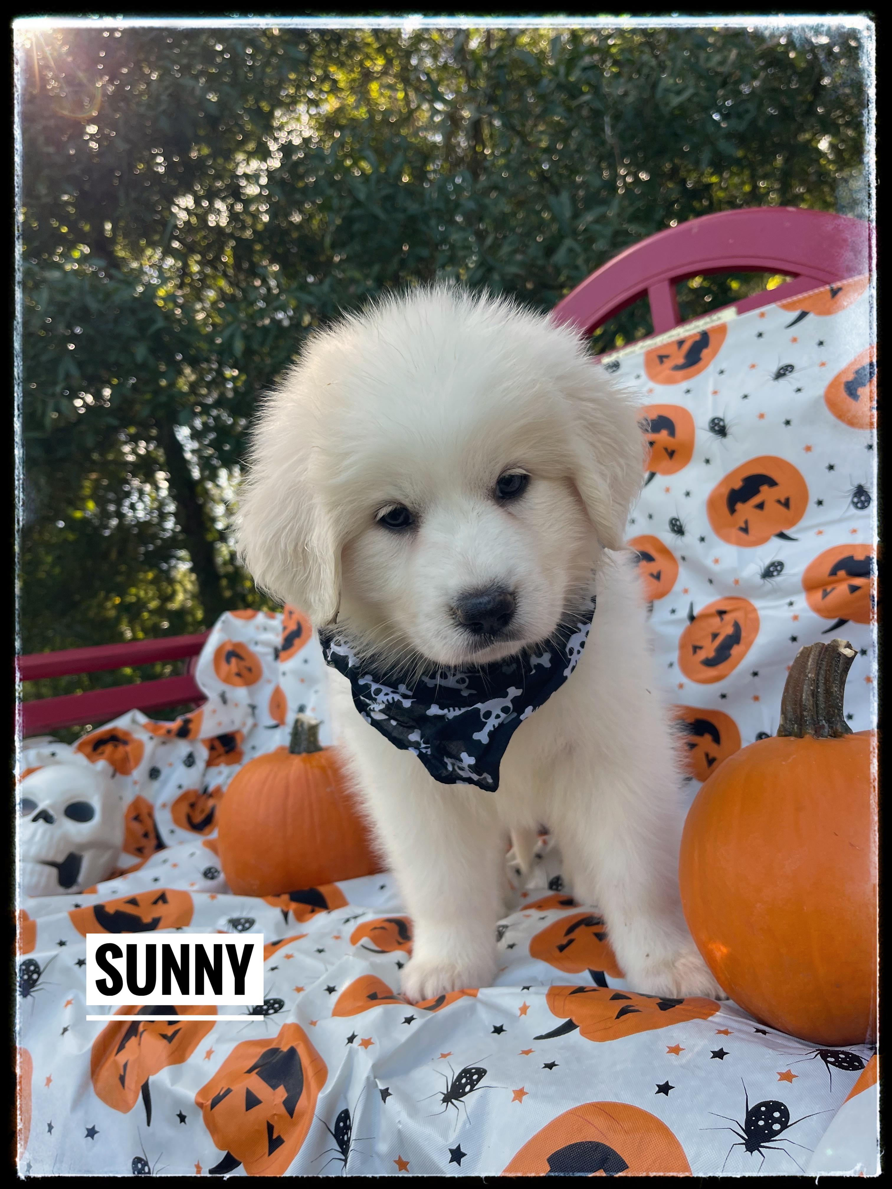 Sunny