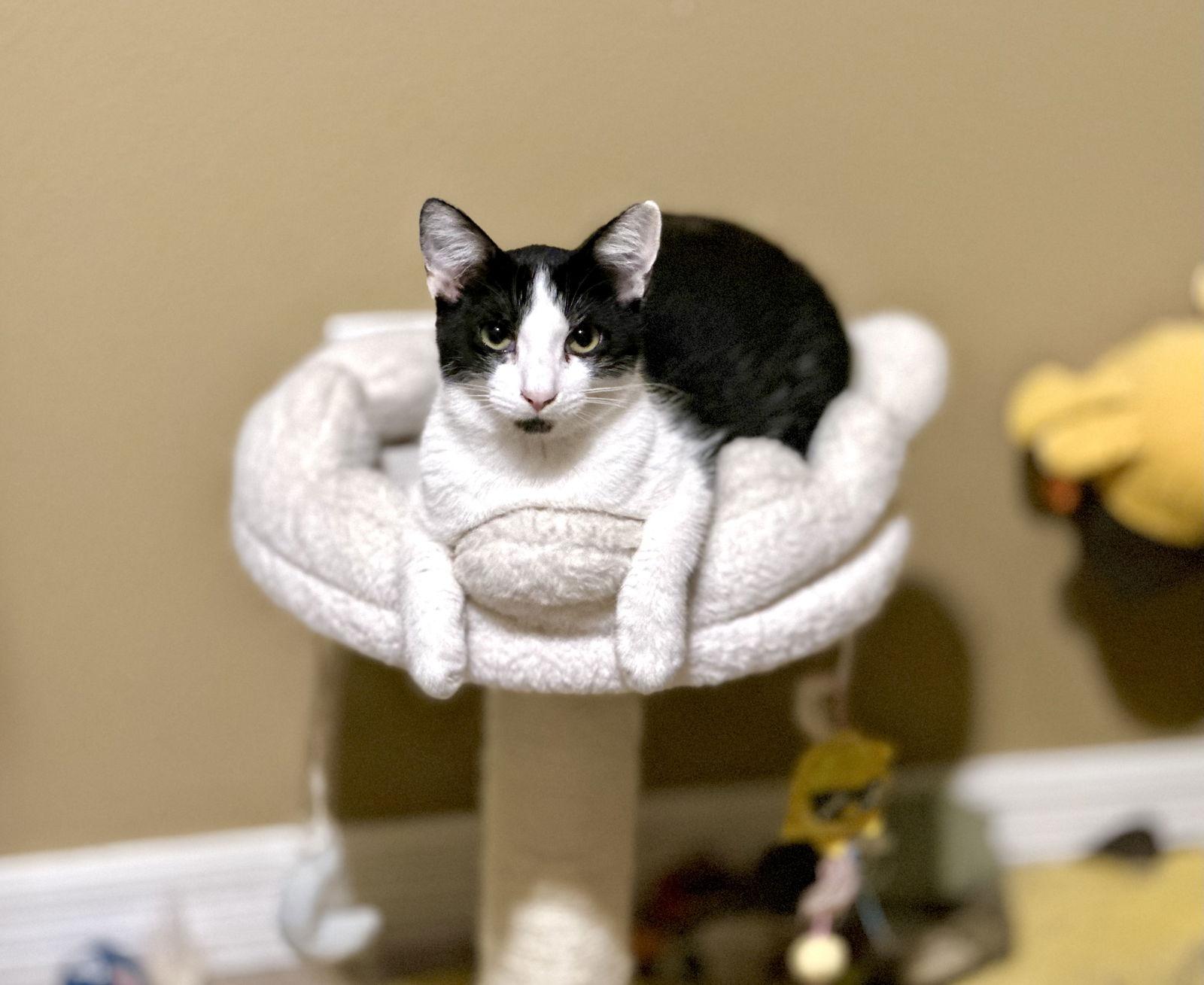 Daffodil, a Adoptable Domestic Short Hair in Longwood, FL image 1/3